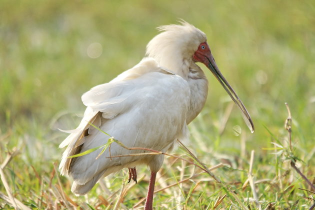 African Spoonbill