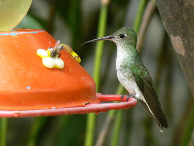 kolibri