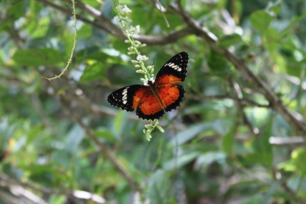 Butterfly @ Koh Phayam