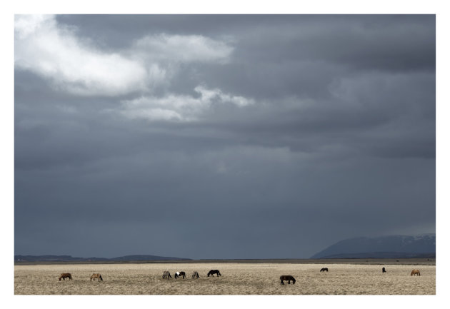 Grazende paarden