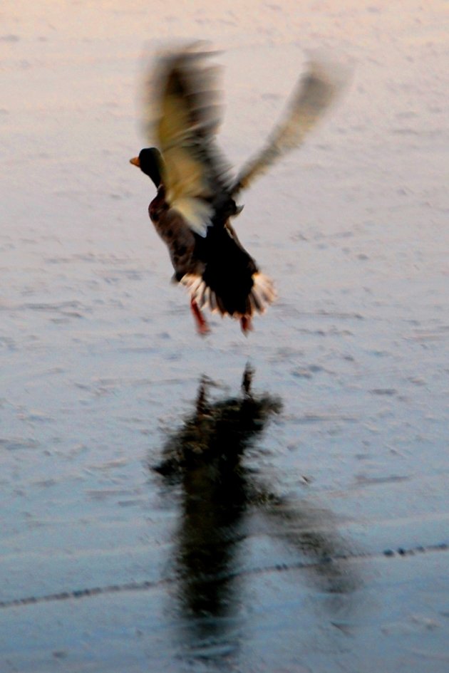 De vogel is gevlogen