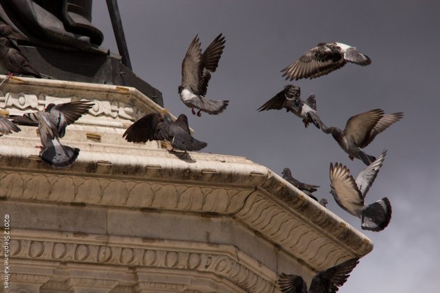 Aan de pluimen herkent men de vogel