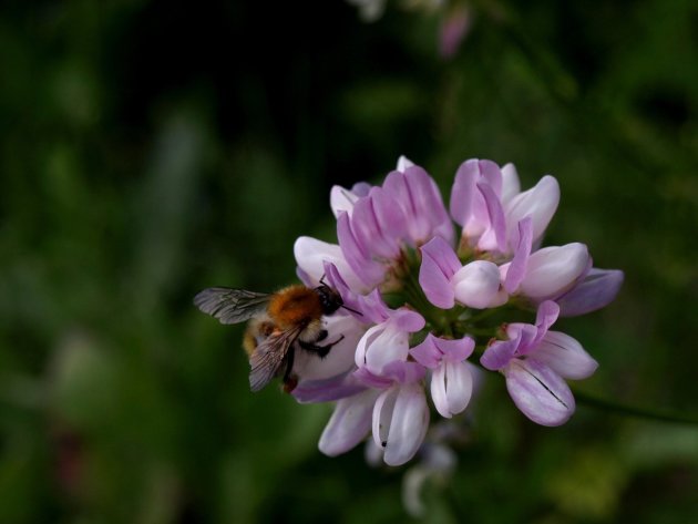 De natuur van Maastricht