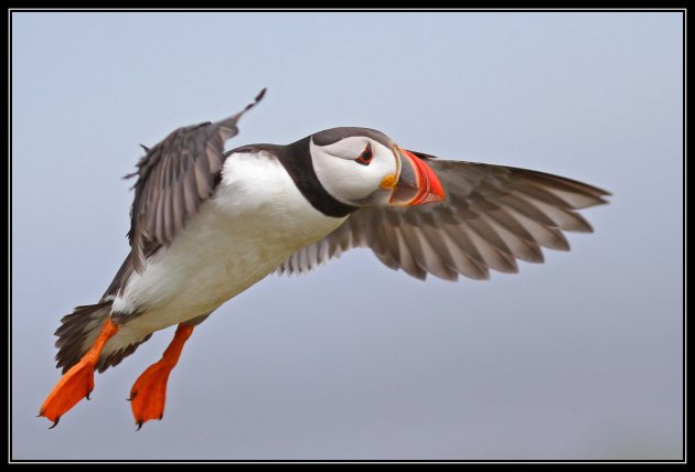 puffin