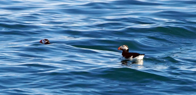 Panorama Puffins puffen uit in zee