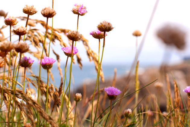 Bloemen langs de westpacific coast