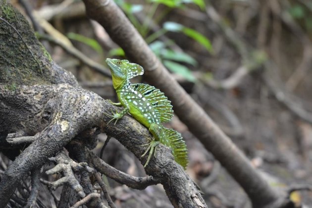 Jezus Christus hagedis - wildlife reservaat Los Guatuzos - Nicaragua