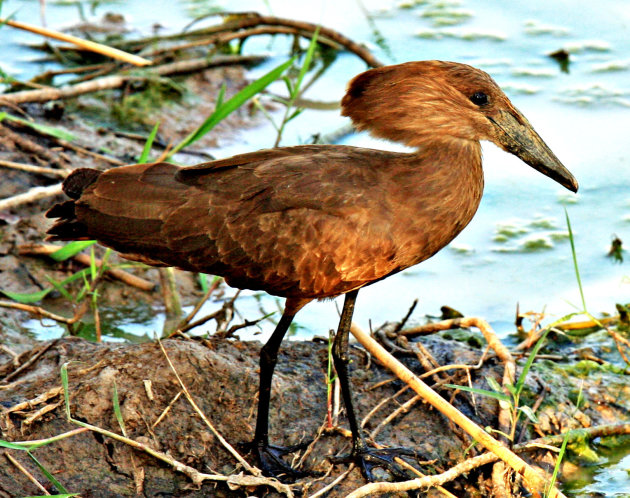 Hamerkop vogel