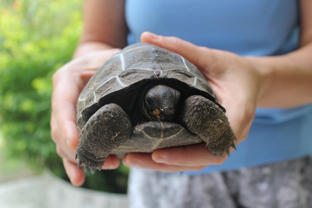 Laat je vol trots een babyschildpad tonen