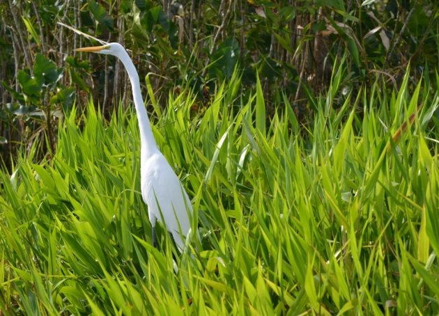 Reiger in wildlifereservaat Los Guatuzos