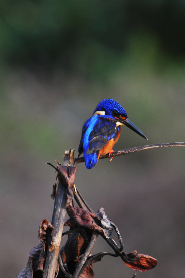 Blue eared kingfisher