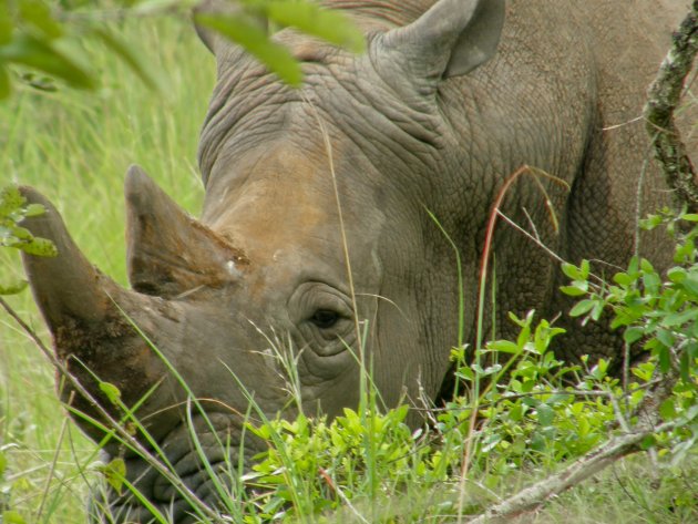 Rhinotrekking