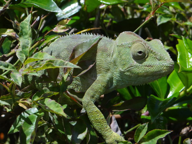 Kameleon bij de Nature Lodge 