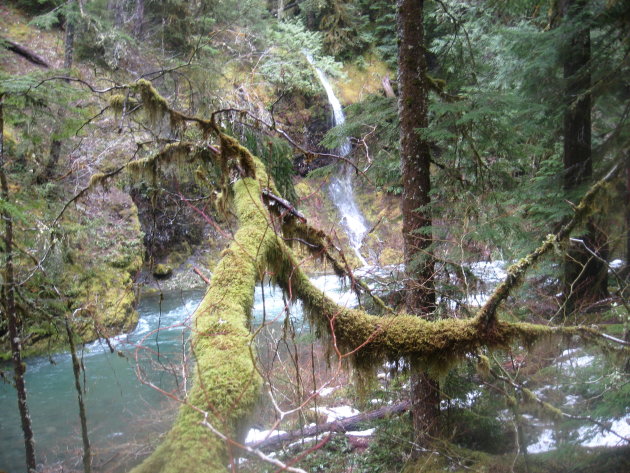 Riviertje in het vochtige woud van Oregon