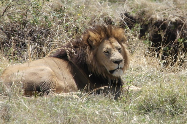 Leeuw in Ngorongoro