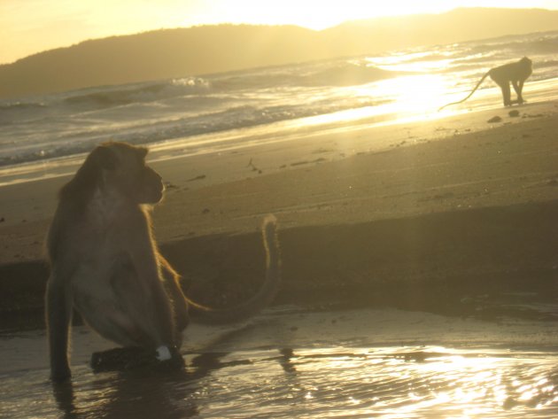 Apen op het strand tijdens zonsondergang