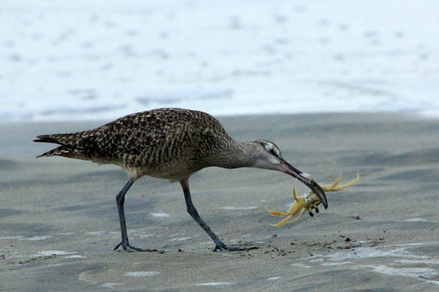 Eten of gegeten worden