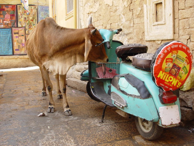 Koe likt aan Vespa in Jaisalmer, India