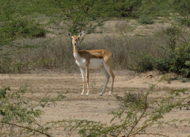 Gazelle