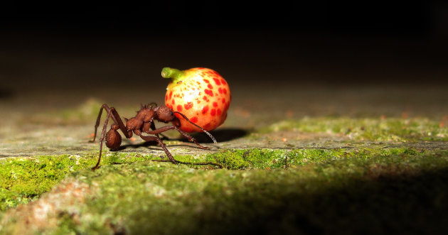 Parasolmier Suriname