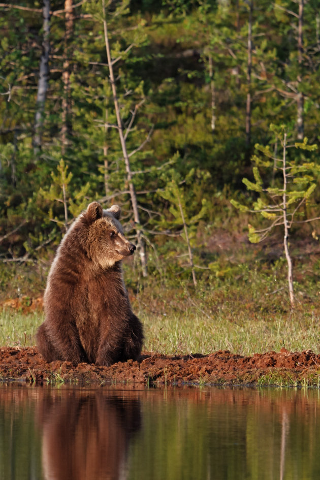 Bruin beertje aan de waterkant in Taiga Forest