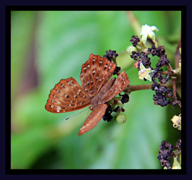 Op het Bolaven plateau