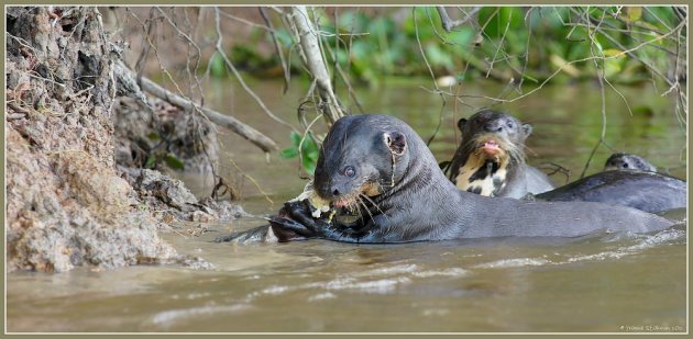 Reuzenotters