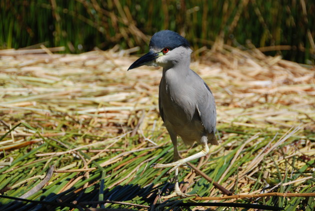 Vreemde vogel