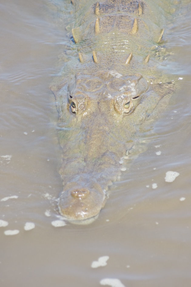 Een krokodil net onder de watervlakte