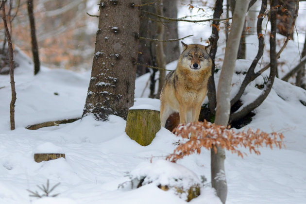 wolf in het bos