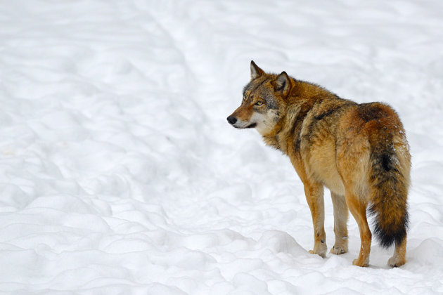 wolf in de sneeuw