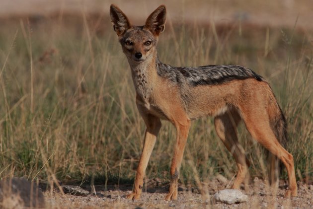 Black backed jackal