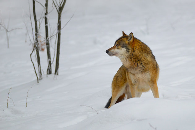 omkijkende wolf