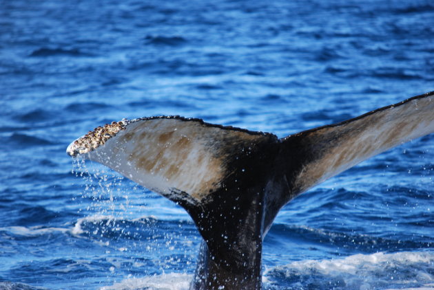 Flipper van een Humpbackwhale