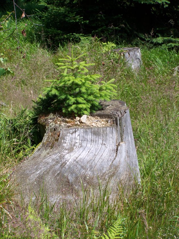 Een omgehakte boom met miniboompje