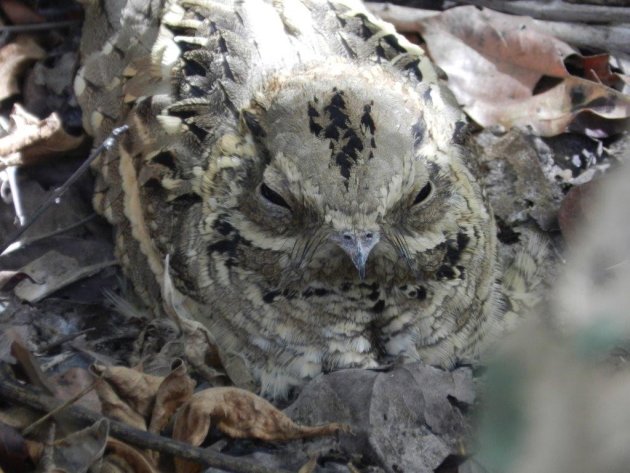 Long-tailed Nightjar