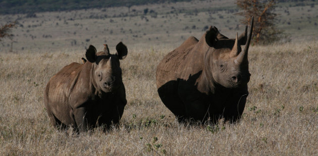 Zwarte Neushoorn met kals