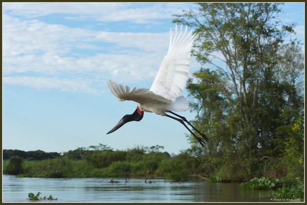 Jabiru Stork