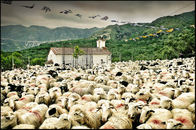 De zegening van de schapen