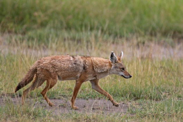 Golden jackal