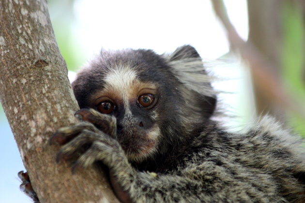 Saguis Monkey