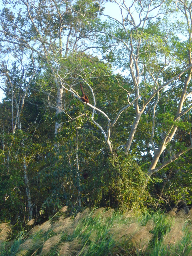 op zoek naar wildlife op Kinabatangan river