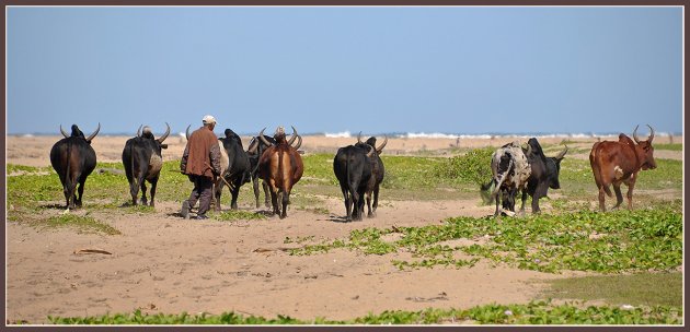 Kudde op het strand