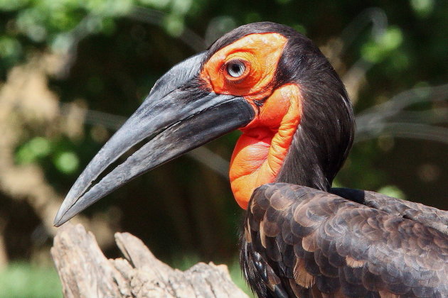 Southern Ground Hornbill 