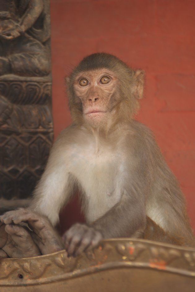 Aapje bij Swayambhunath