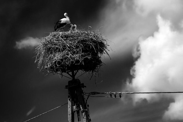 White Storks