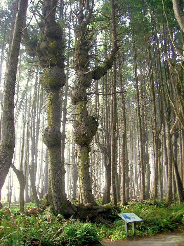 Regenwoud in Olympic State Park