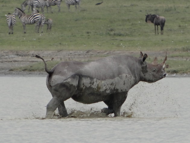 Zwarte neushoorn, rennend door water 