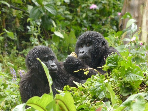 Gorilla's in the rain..