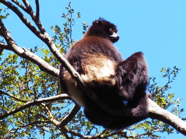 Hoog in de boom